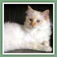 Sacr� de Birmanie - Chats