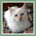 Sacr� de Birmanie - Chats