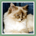 Sacr� de Birmanie - Chats
