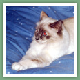 Sacr� de Birmanie - Chats