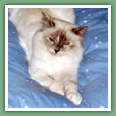 Sacr� de Birmanie - Chats