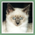 Sacr� de Birmanie - Chats