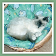 Sacr� de Birmanie - Chats