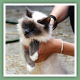 Sacr� de Birmanie - Chats