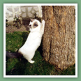 Sacr� de Birmanie - Chats