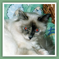 Sacr� de Birmanie - Chats