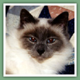 Sacr� de Birmanie - Chats