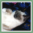 Sacr� de Birmanie - Chats