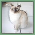 Sacr� de Birmanie - Chats