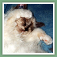Sacr� de Birmanie - Chats