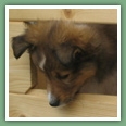 Chiots Berger des Shetland - Chiens