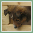 Berger des Shetland - Chiens