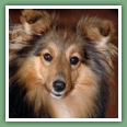 Berger des Shetland - Chiens
