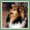 Berger des Shetland - Chiens