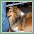 Berger des Shetland - Chiens