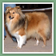 Berger des Shetland - Chiens