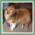 Berger des Shetland - Chiens