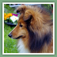 Berger des Shetland - Chiens