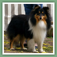 Berger des Shetland - Chiens