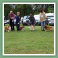 Berger des Shetland - Chiens