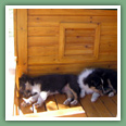 Berger des Shetland - Chiens