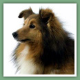 Berger des Shetland - Chiens