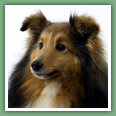 Berger des Shetland - Chiens