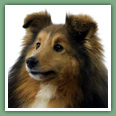 Berger des Shetland - Chiens