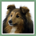 Berger des Shetland - Chiens