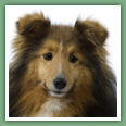 Berger des Shetland - Chiens