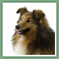 Berger des Shetland - Chiens