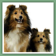 Berger des Shetland - Chiens