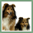 Berger des Shetland - Chiens