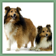 Berger des Shetland - Chiens