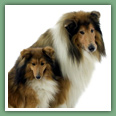Berger des Shetland - Chiens