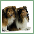 Berger des Shetland - Chiens