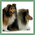 Berger des Shetland - Chiens