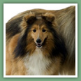 Berger des Shetland - Chiens