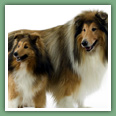 Berger des Shetland - Chiens