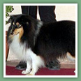Berger des Shetland - Chiens