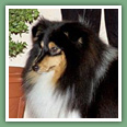 Berger des Shetland - Chiens