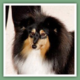 Berger des Shetland - Chiens
