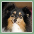 Berger des Shetland - Chiens