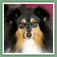 Berger des Shetland - Chiens