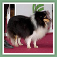 Berger des Shetland - Chiens