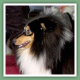 Berger des Shetland - Chiens