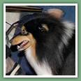 Berger des Shetland - Chiens