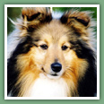 Berger des Shetland - Chiens
