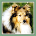 Berger des Shetland - Chiens