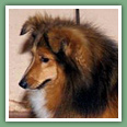 Berger des Shetland - Chiens